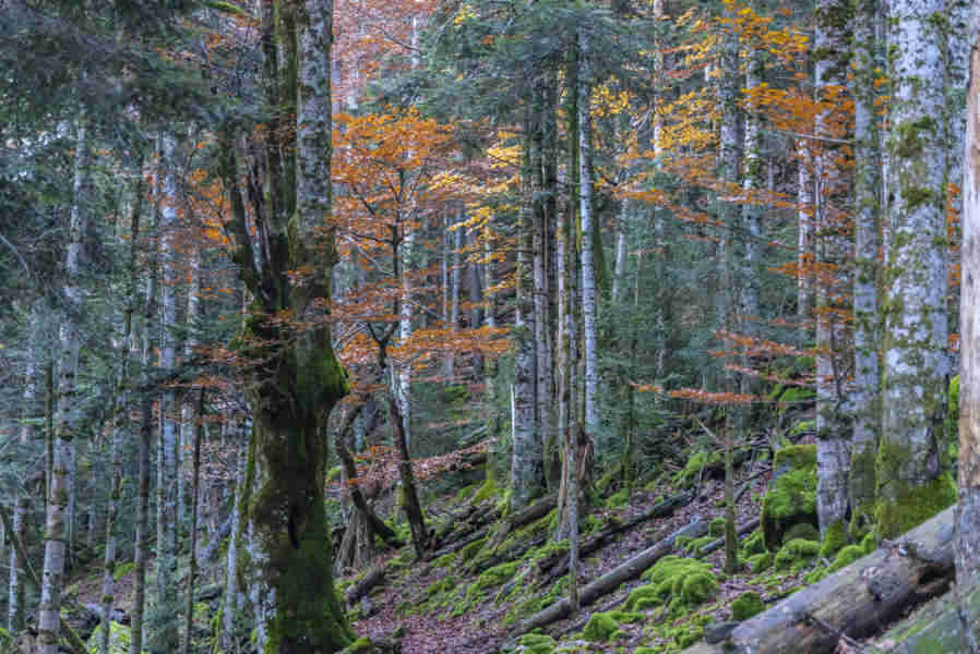 Huesca - parque nacional de Ordesa y Monte Perdido - valle de Ordesa 69 - sendero Turieto Alto.jpg